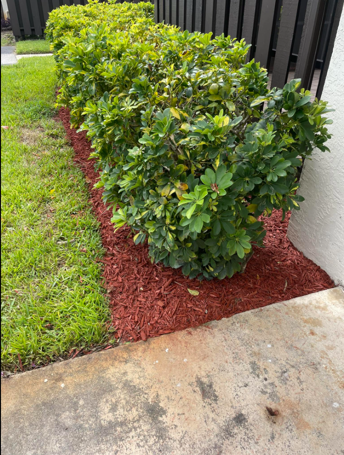 Red mulch and trimmed hedges