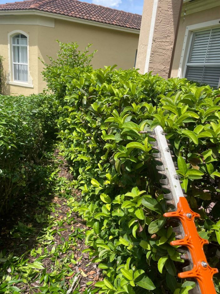 Hedge trimming work